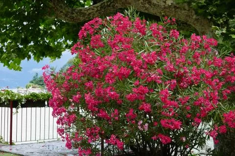 Red Oleanders on lake Como Stock Photos
