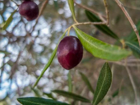 Red Olive Stock Photos