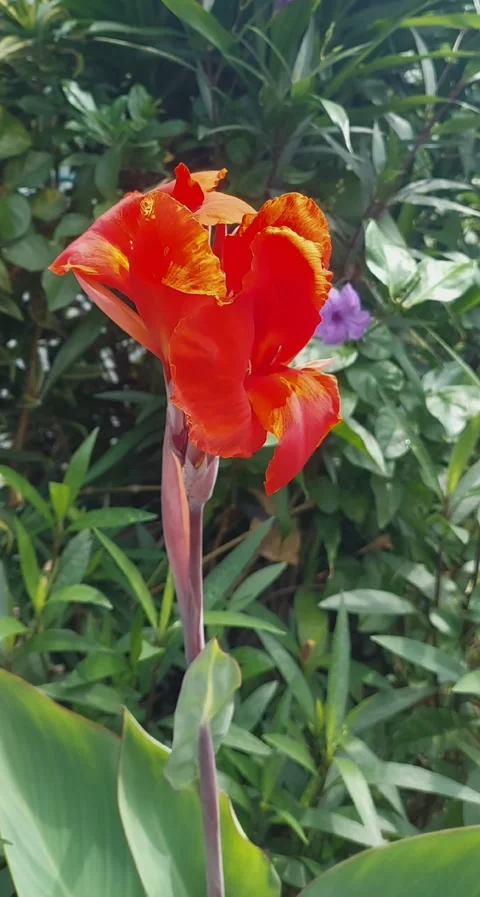 The Red One, Vertical Stock-Footage 305751361