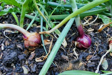 Red Onion Bed. Stock Photos