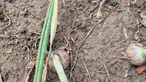 Red Onion Bulb Growing Above Soil Top View Stock Footage 337871213