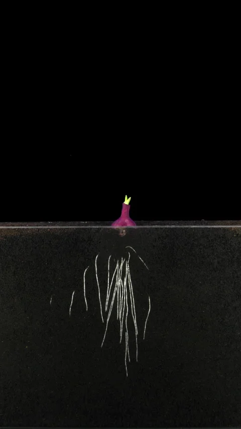 Red Onion Bulb Root and Sprout Growth Timelapse in Rhizobox, Vertical Stock Footage 341577934