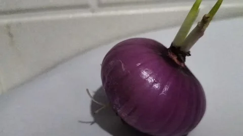 Red onion Stock Footage 238963129