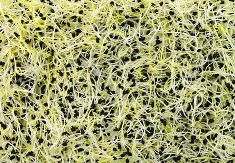 Red onion germs texture Stock Photos