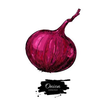 Red Onion hand drawn vector illustration. Vegetable Isolated object. Stock Illustration