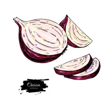 Red Onion hand drawn vector illustration. Vegetable Isolated object. Half a.. Stock Illustration