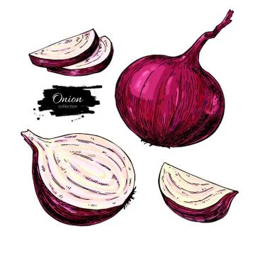 Red Onion hand drawn vector illustration. Vegetable Isolated object. Full, .. Illustrazione stock