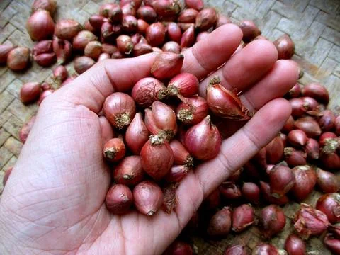 Red onion held by human hand 写真素材