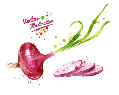 Red onion Stock Illustration