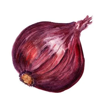 Red onion Stock Illustration
