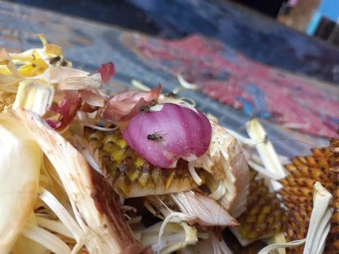 Red onion peels Stock Photos