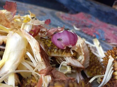 Red onion peels Stock Photos