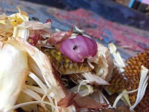 Red onion peels Stock Photos