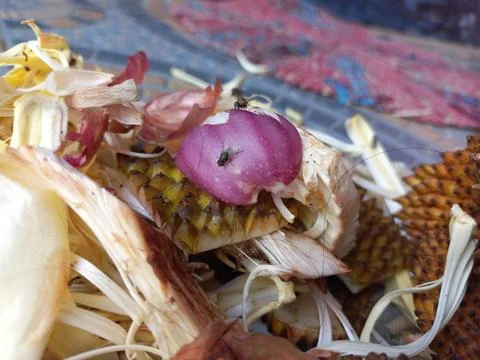 Red onion peels Stock Photos