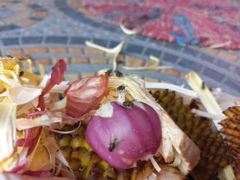 Red onion peels Stock Photos