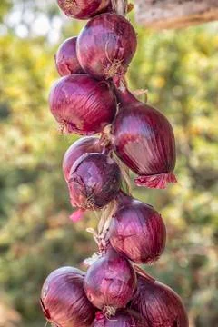 Red onion Stock Photos