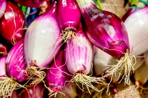 Red onion Stock Photos