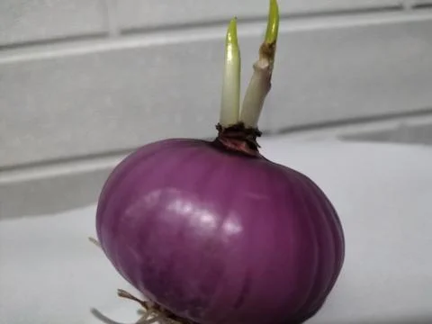 Red onion 스톡 사진