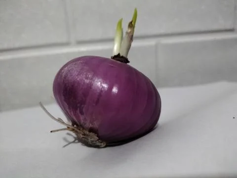 Red onion 스톡 사진