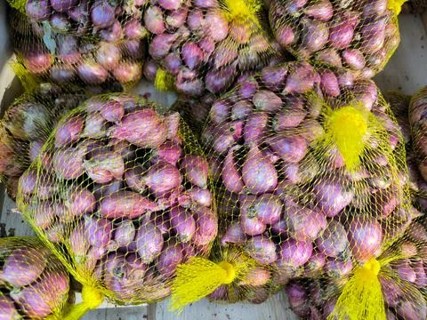 Red onion Stock-Fotos