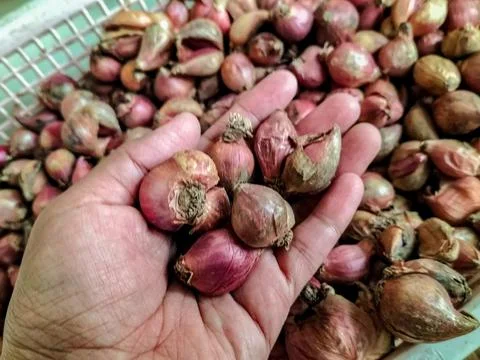 Red onion Stock Photos