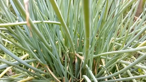 Red onion plants Stock Footage 327065368