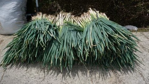 Red onion plants Stock Photos