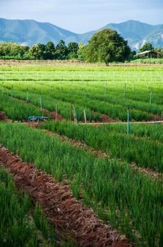 Red Onion Ranch Stock Photos