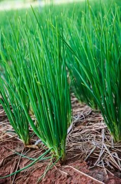 Red Onion Ranch Stock Photos