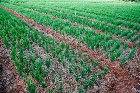 Red Onion Ranch Stock Photos