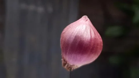 Red onion rotating with blurred background in macro view Stock Footage 311870398