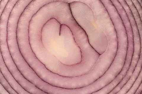 Red onion slice Stock Photos