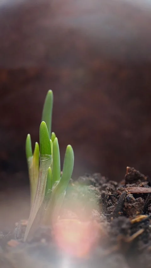 Red onion sprouts push through rich soil Stock Footage 297049061