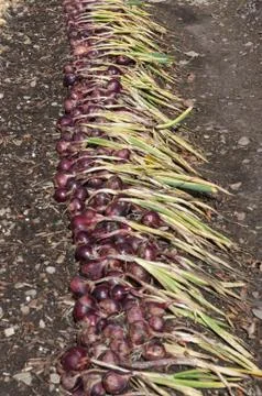 Red Onions Drying Stock Photos