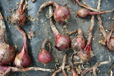 Red onions drying on plastic Stock Photos