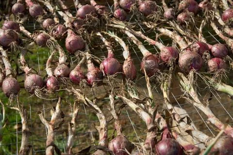 Red Onions Drying on a Rack Foto stock