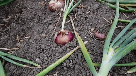 Red Onions growing Stock Footage 83891174