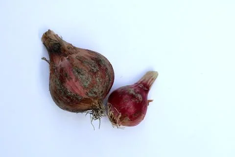 Red Onions Isolated on White Background Stock Photos