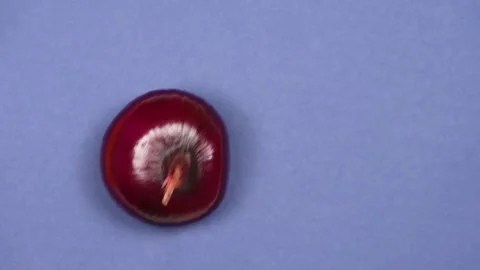 Red onions move by gravity Stock Footage 145368663