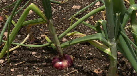 Red onions (tracking) Stock Footage 26029691