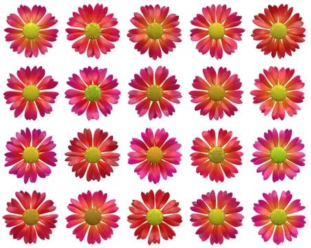 Red open flowers pattern on white backgrounds Stock Illustration