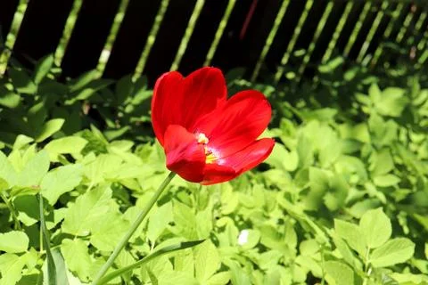 Red open tulip against the background of foliage and a fence Stock Photos