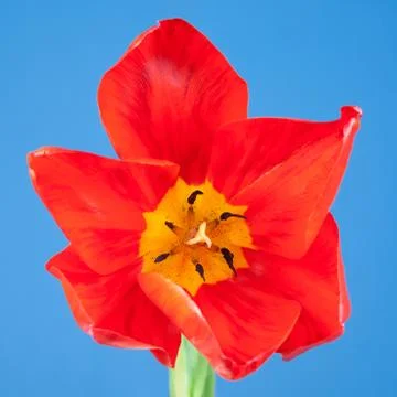 Red open tulip Stock Photos