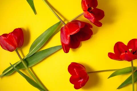 Red opened tulips on a bright yellow background Stock Photos