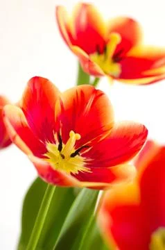 Red opened tulips Stock Photos