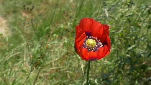 Red Opium Poppy Stock Footage 243919361