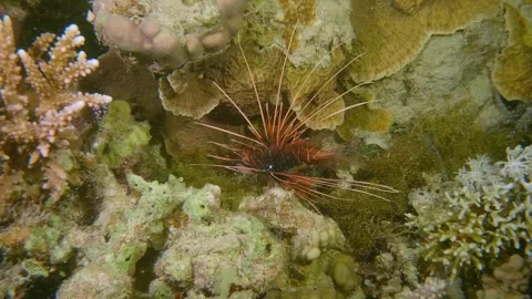 Red or Clearfin Lionfish Hovering Elegantly Over Coral and Seagrass in Indo-Paci Stock Footage 311937463