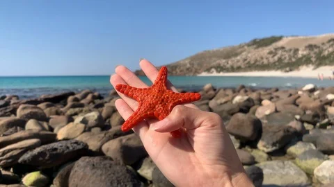 Red or Orange Starfish is held in a woman's hand next to rocky  Mediterranean li Stock Footage 115854477
