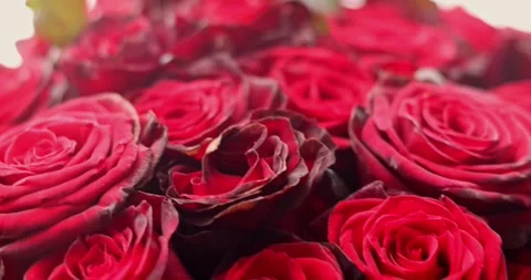 Red or pink roses background closeup. Bouquet of red roses for saint valentin 库存影片 300365930