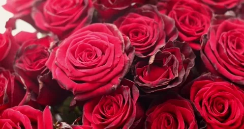 Red or pink roses background closeup. Bouquet of red roses for saint valentin Stock Footage 300365948